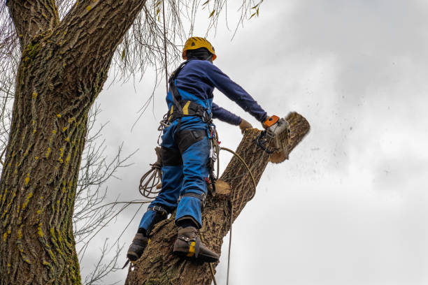 Best Best Tree Removal Services  in Johns Creek, GA